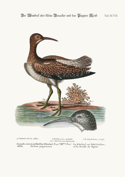 The Whimbrel, or Lesser Curlew, and the Paper-Moss by George Edwards